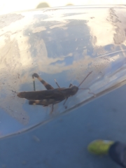 Chortophaga australior