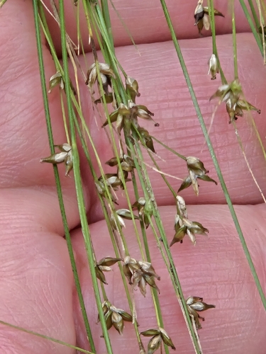 Appalachian sedge (Carex appalachica)