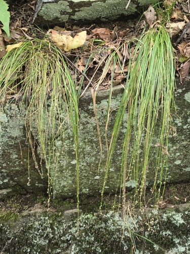 Carex appalachica, photograph 5