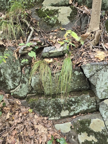 Carex appalachica, photograph 6