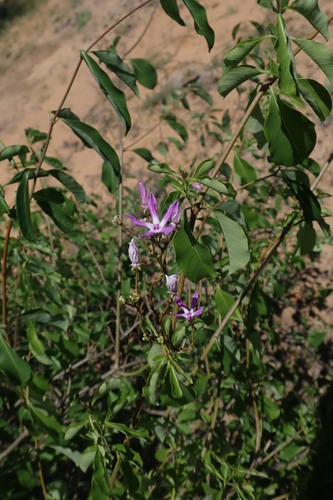 Pentopetia grevei