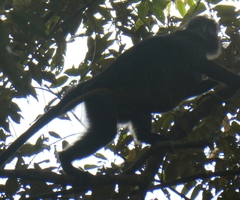 Trachypithecus auratus