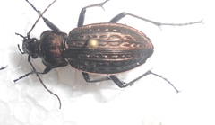 Carabus cancellatus