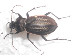 Carabus cancellatus