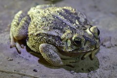 Sinaloa Toad photo 3