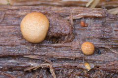 Nidularia deformis