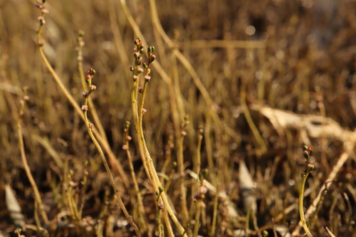 Slender watermilfoil (Myriophyllum tenellum)