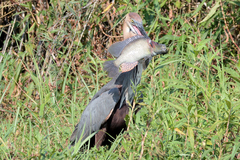 Serranochromis macrocephalus