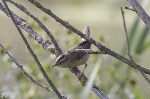 Carricerín común (Acrocephalus schoenobaenus)