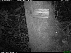 Glaucomys oregonensis