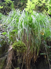 Carex grioletii
