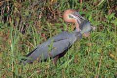 Serranochromis macrocephalus