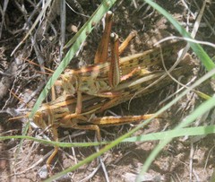 Schistocerca piceifrons