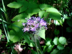 Saussurea pseudotilesii