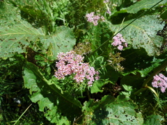 Chaerophyllum roseum