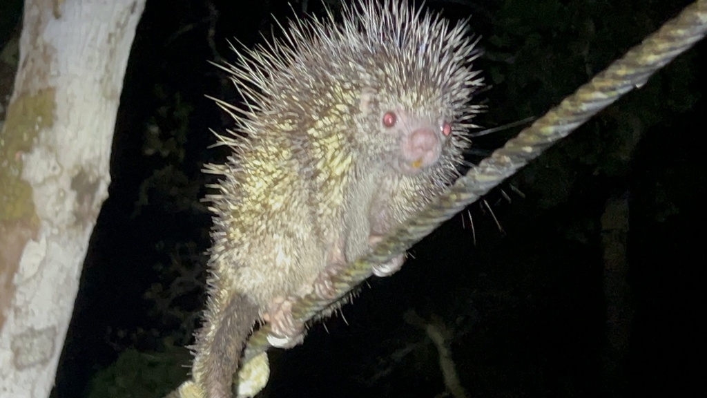 Streaked Dwarf Porcupine