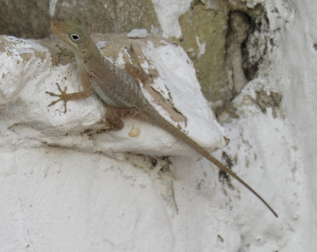 Saint Croix's Anole