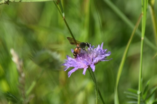 Large Scabious Mining Bee, Tolkamer, Nederland, photo 8 of 10