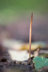 Macrotyphula fistulosa