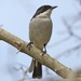 Fiscal Flycatcher - Photo (c) Lip Kee Yap, some rights reserved (CC BY-SA)