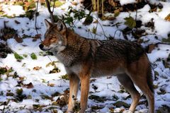 Canis latrans thamnos