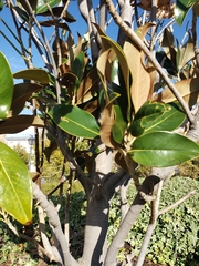 Magnolia grandiflora