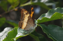Adelpha leuceria