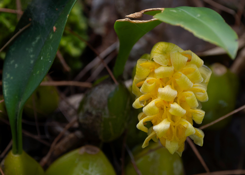 Bulbophyllum bittnerianum