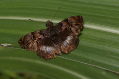 Noctuana lactifera
