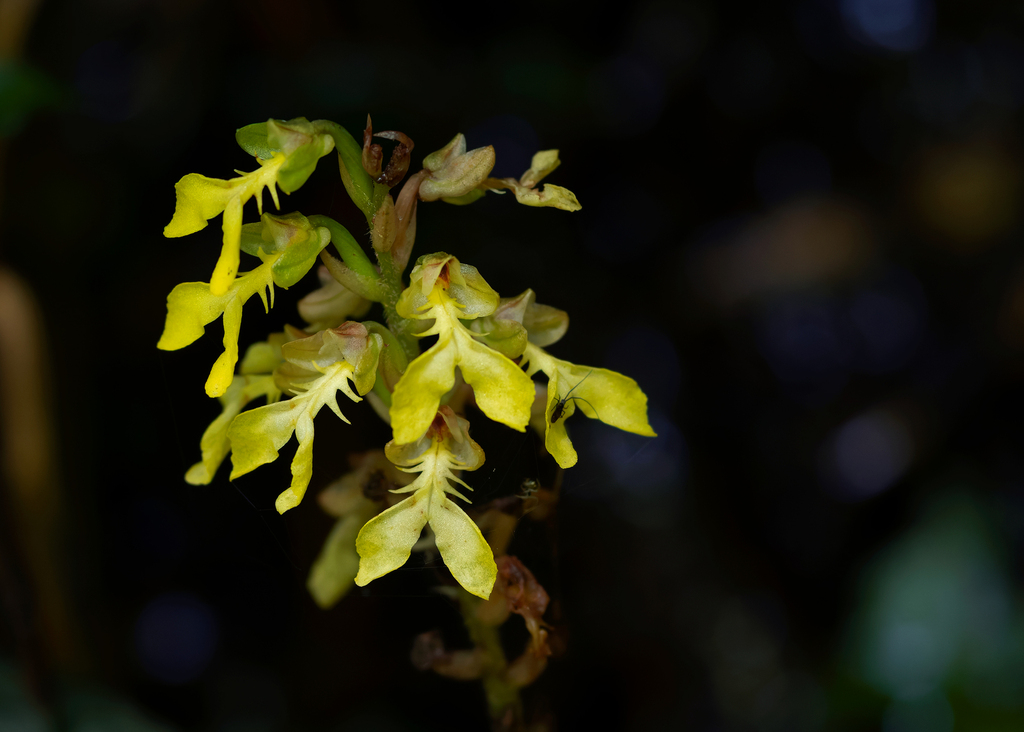 Odontochilus lanceolatus