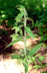 Epipactis papillosa