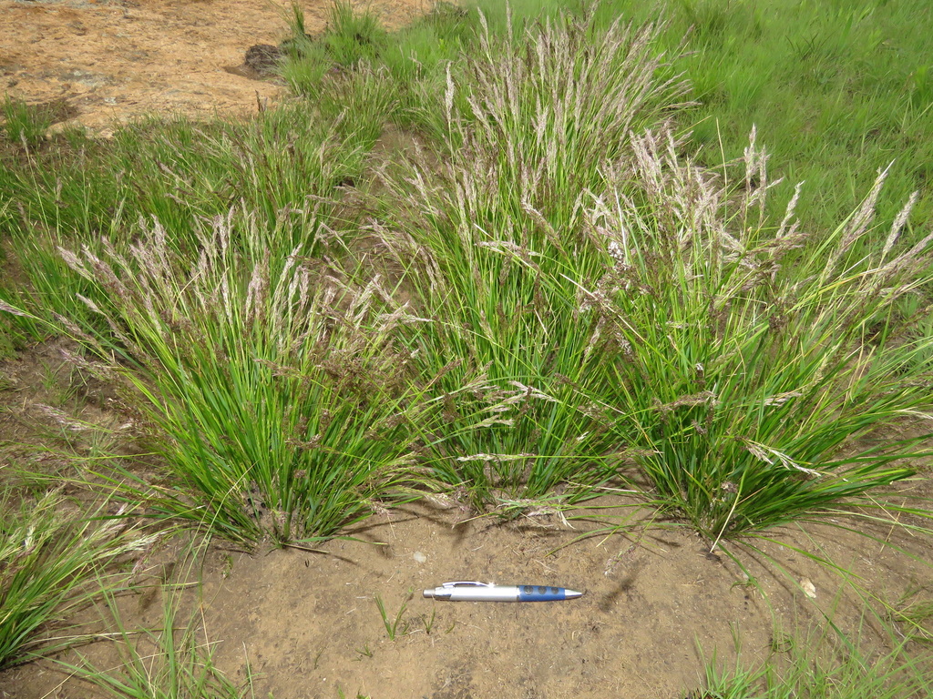 Styppeiochloa