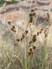 Coleochloa setifera