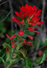 Castilleja wightii