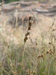 Coleochloa setifera