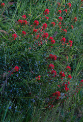 Castilleja wightii