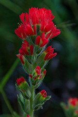 Castilleja wightii