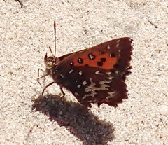 Aloeides thyra orientis