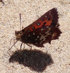 Aloeides thyra orientis