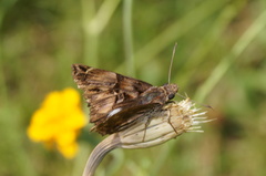 Noctuana lactifera