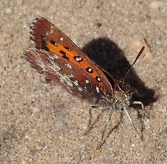 Aloeides thyra orientis