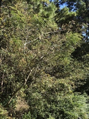 Albizia julibrissin julibrissin