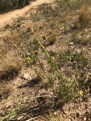 Aspalathus ericifolia