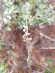 Anthenantia rufa
