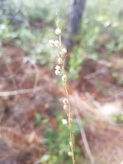 Anthenantia rufa