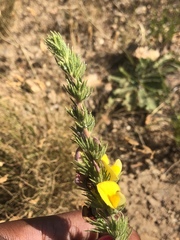 Aspalathus ericifolia