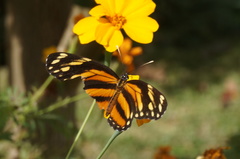 Eresia phillyra phillyra