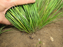 Styppeiochloa gynoglossa