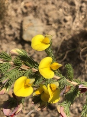 Aspalathus ericifolia
