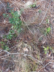 Anthenantia rufa